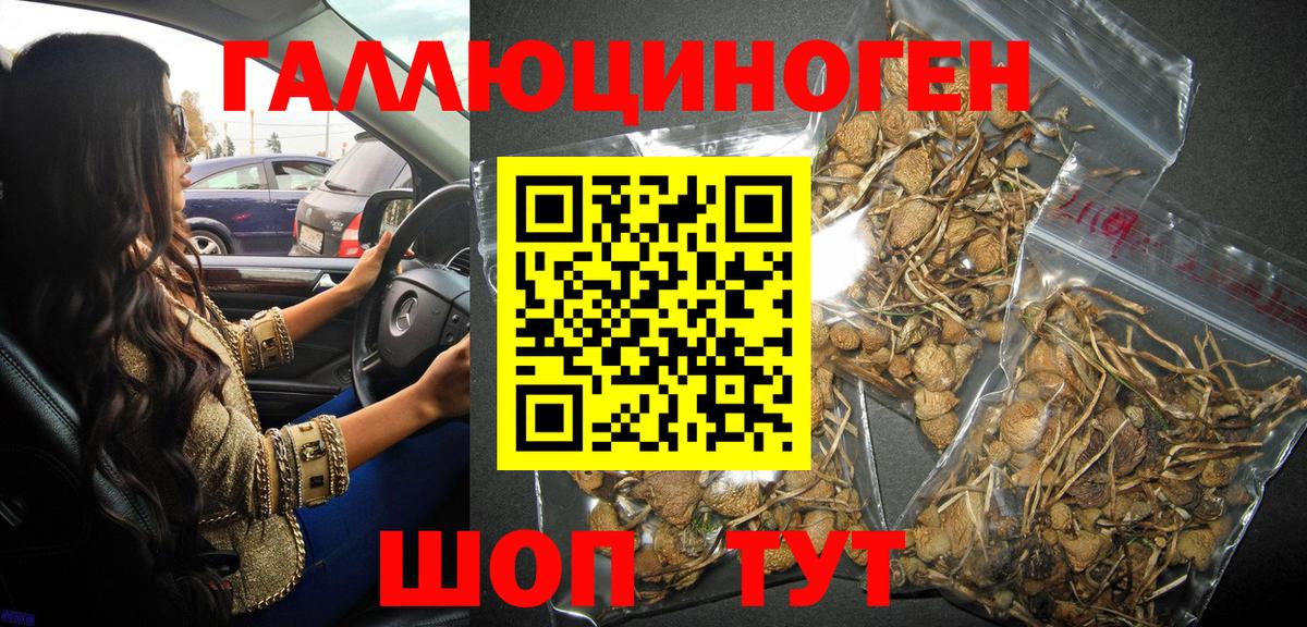 Галлюциногенные грибы Psilocybine cubensis  Вход с VPN  Кимовск  Галлюциногенные грибы мухоморы 